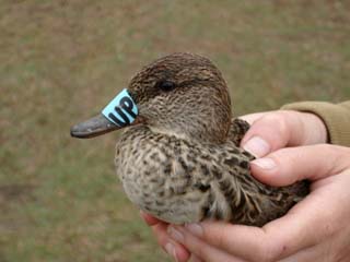 marked teal (11KB)