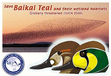Save the Baikal Teal and their habitat