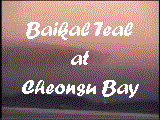 Baikal Teal at Cheonsu Bay