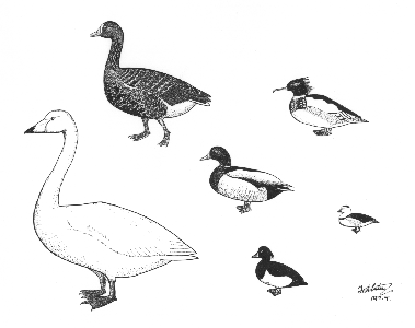 Anatidae: ducks, geese and swans