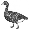 goose